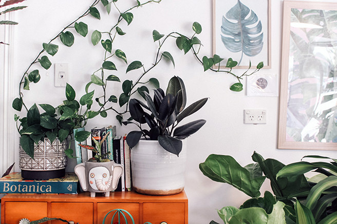 House plants and plant wall art