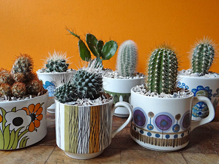 cactus cup Succulent