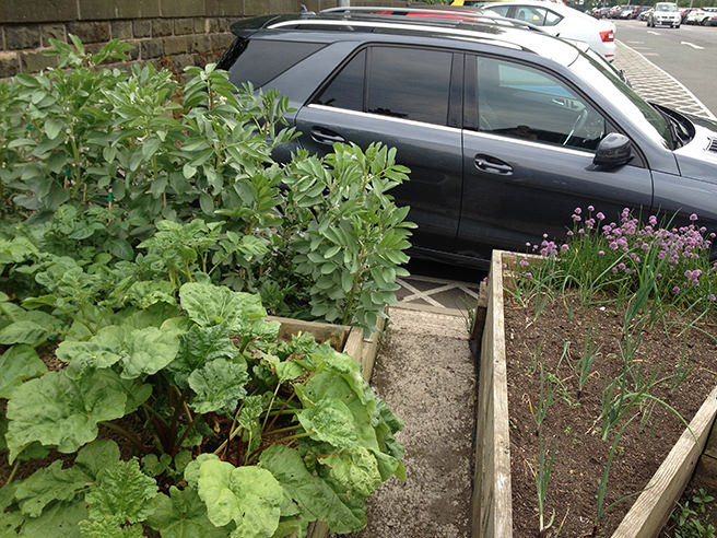 Incredible Edible rhubarb, peas, onions and chives growing in Todmorden Train Station car park