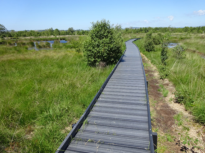 Cors Caron raised bog boardwalk in early July 2019