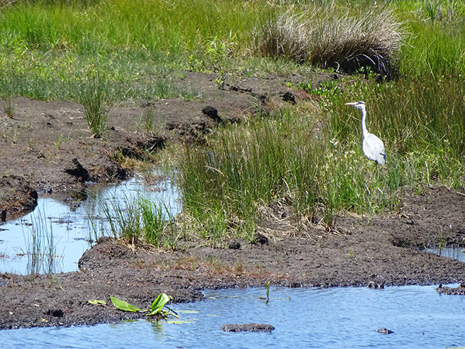 Heron in a raised bog