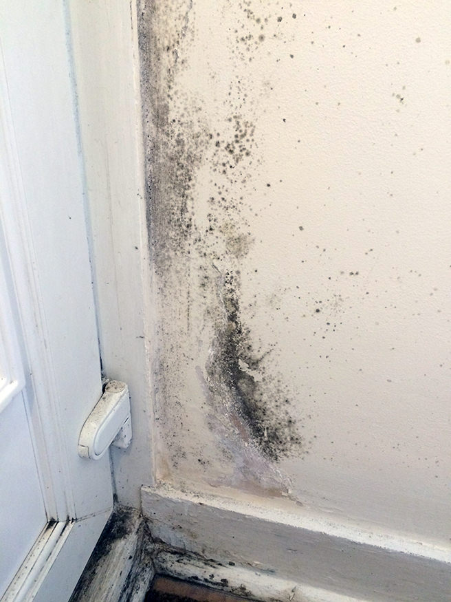 Don't be defeated by damp or mould