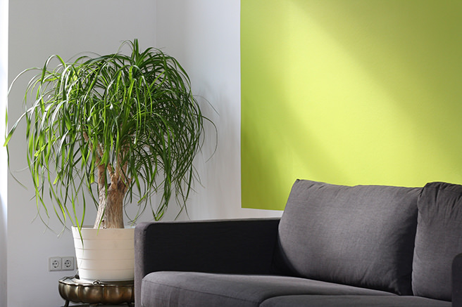 Lime green painted wall