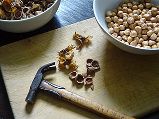 Removing the shells from hazelnuts using a small hammer