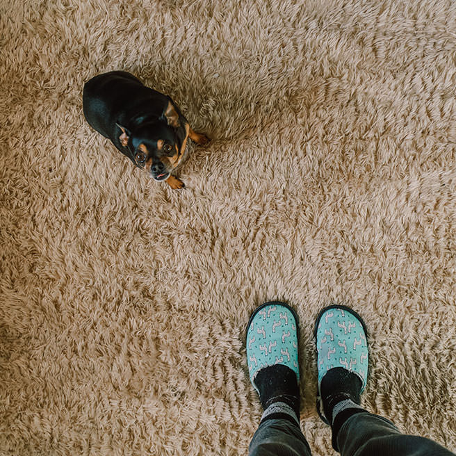 Small dog sitting on a shaggy cream carpet