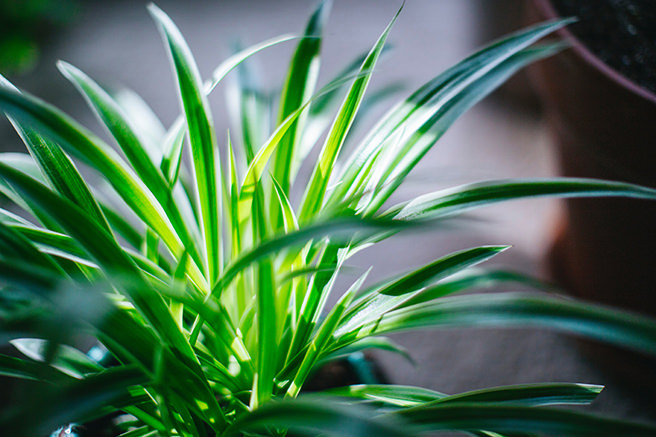 Close up view of a spider plant