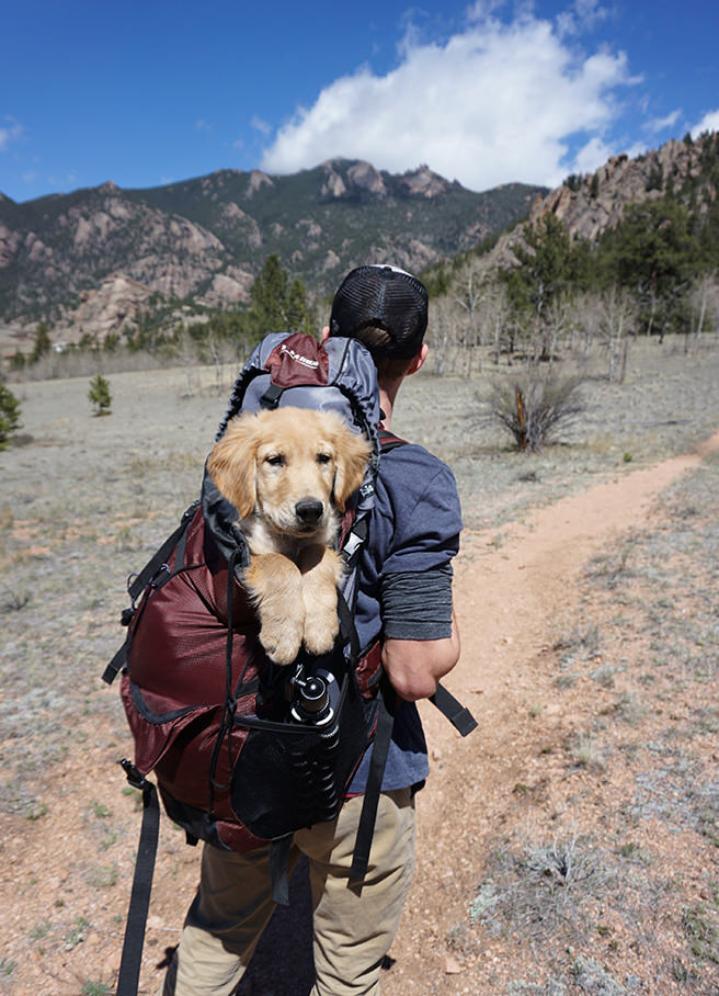Golden retriever puppy in a rucksack on a man's back