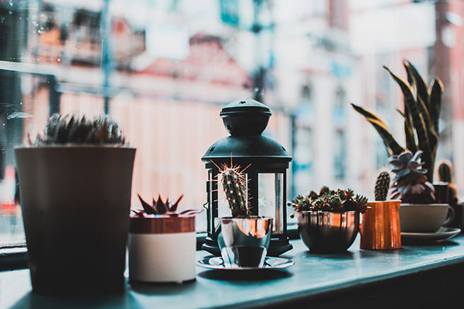 Plants in pots on a window sill