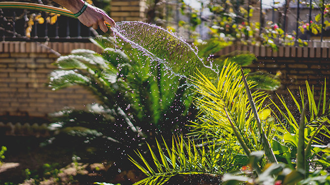 Watering plants in a garden