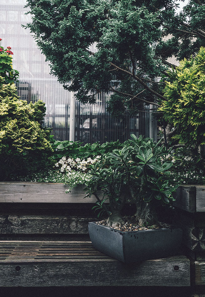 Garden planted with evergreen plants