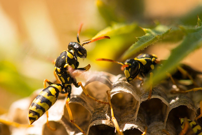 Wasps on a nest
