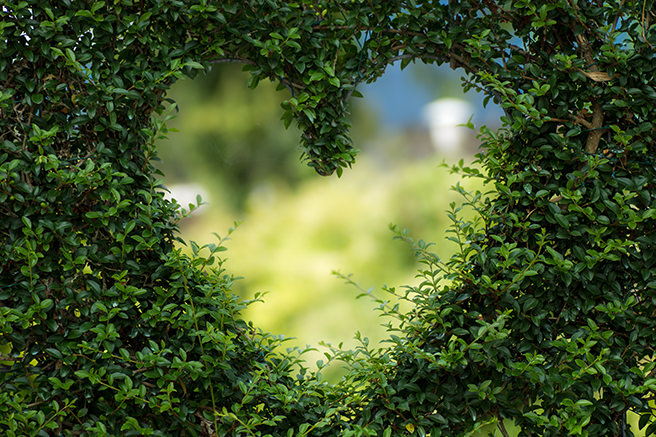 Hedge with a heart-shaped hole cut out
