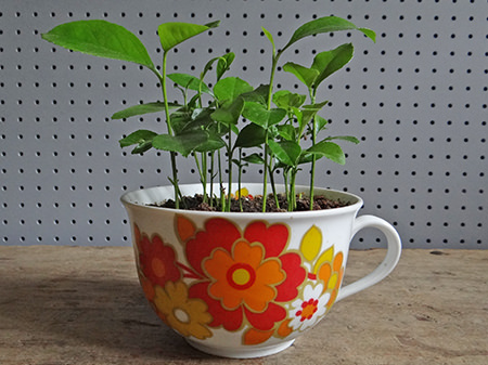 ordering flower seeds online Buy Flower Seed Bank: 40+ Varieties, Affordable Prices Online